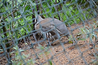 Vereinsausflug Tierpark Nürnberg 2019