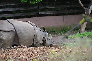 Vereinsausflug Tierpark Nürnberg 2019