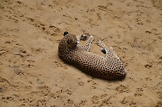 Vereinsausflug Tierpark Nürnberg 2019