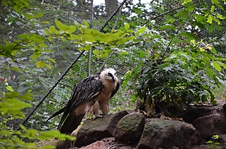 Vereinsausflug Tierpark Nürnberg 2019