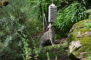 Vereinsausflug Tierpark Nürnberg 2019