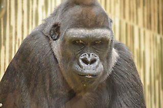 Vereinsausflug Tierpark Nürnberg 2019