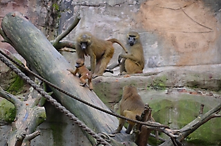 Vereinsausflug Tierpark Nürnberg 2019