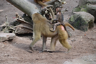 Vereinsausflug Tierpark Nürnberg 2019