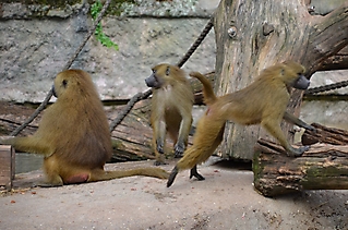 Vereinsausflug Tierpark Nürnberg 2019