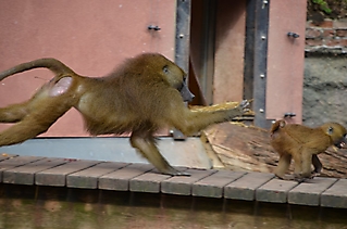 Vereinsausflug Tierpark Nürnberg 2019