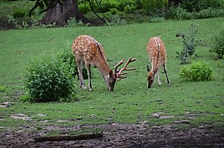 DSC_0060 (Mittel)