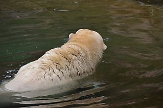 Vereinsausflug Tierpark Nürnberg 2019