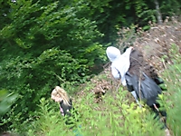 DSC00336_800x600
