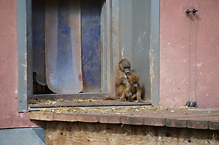 Vereinsausflug Tierpark Nürnberg 2019