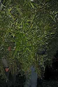 DSC00153