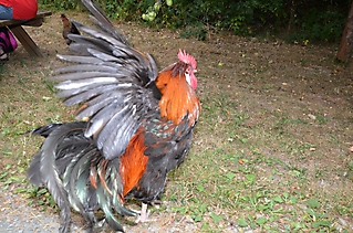 StgO Ausflug Hessenpark 2018